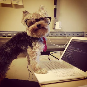 Cute dogs - part 3 (50 pics), dog wears glasses standing in front of computer