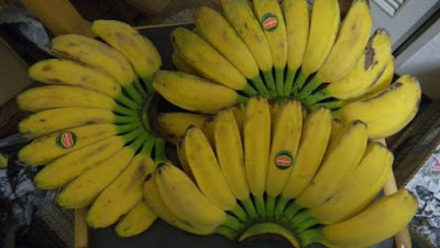 Gambar pisang kepok