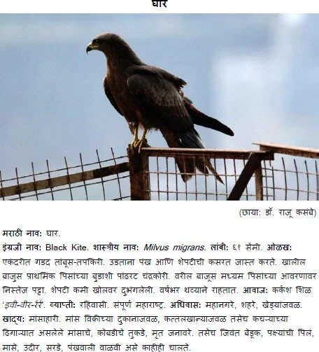 Black Kite bird information in marathi