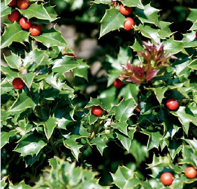 Holly plant | Christmas flower