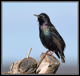 Singing Starling