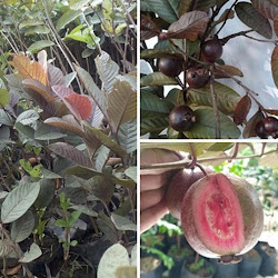 Jual Bibit Jambu Merah Australia Cepat Buah Makassar