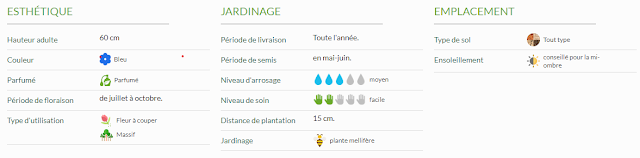 Conseils jardinage Hysope anisée