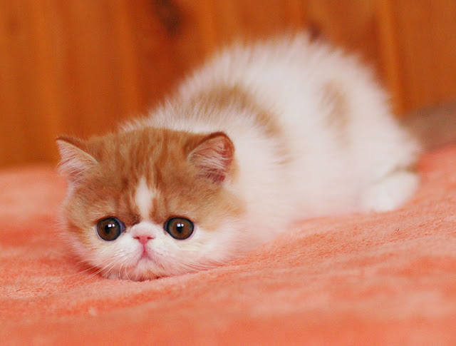   Attractive white and orange Exotic Shorthair cat kitten Pic