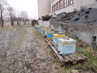 pierwszy spacer po chorobie, ruczajskie łąki, Uroczysko Górka Pychowicka, grzyby 2018, grzyby w lutym, grzyby zimowe