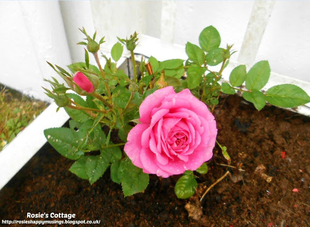 Tiny miniature roses still going strong outside, even after the extreme weather this year, and blooming beautifully!