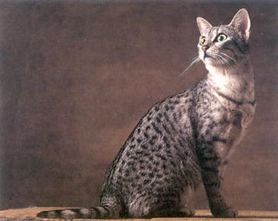 Egyptian Mau is the oldest