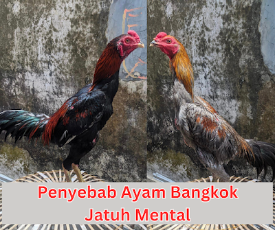 Penyebab Dan Cara Mengatasi Ayam Bangkok Memiliki Mental Ciut Atau Jatuh Mental