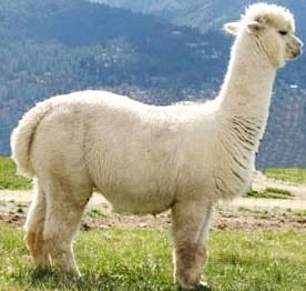 Alpaca de perfil