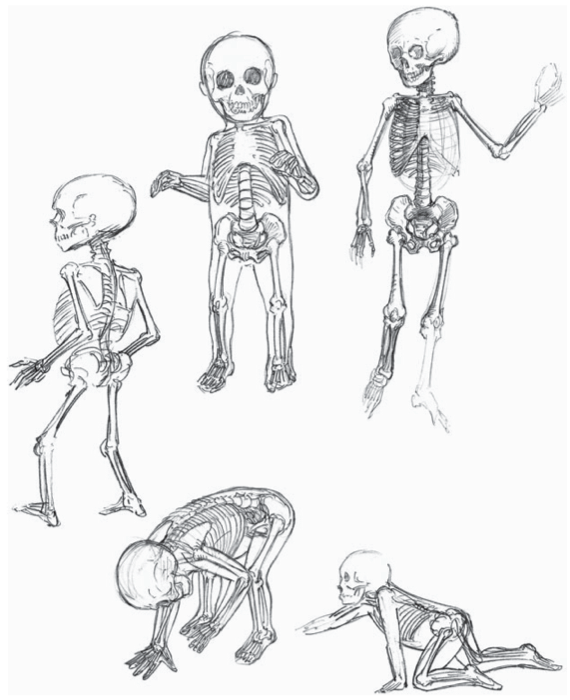 human skeleton drawing. a juvenile human skeleton,