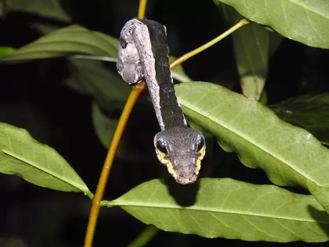 Esta lagarta se disfarça de cobra em um piscar de olhos