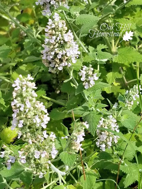 Catnip plants flowering in the herb garden