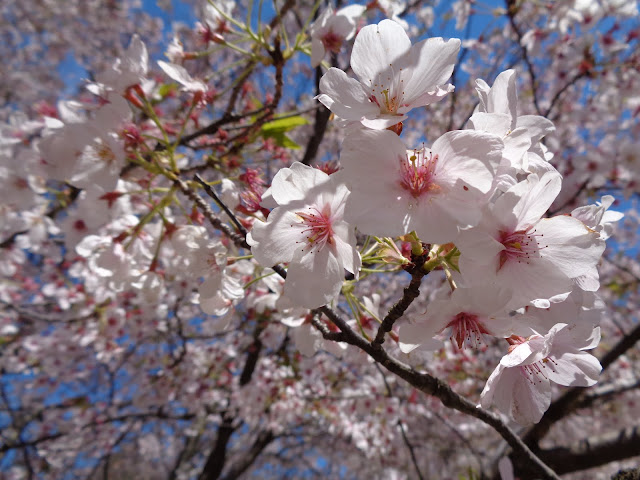 弥生の館むきばんだのソメイヨシノ桜