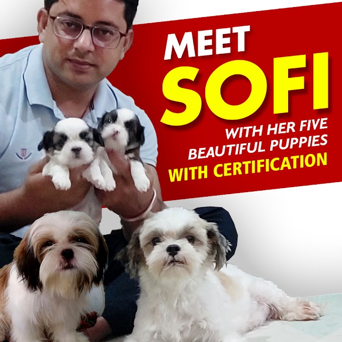 Meet SOFI our famous SHIHTZU together along with her so adorable five dogs 