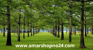 শিমুল বাগান - তাহিরপুর - সুনামগঞ্জ