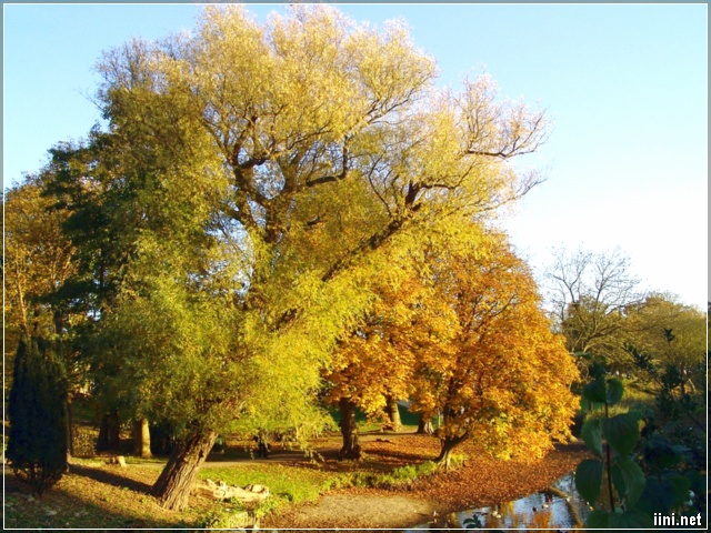 ảnh cây lá mùa thu vàng đẹp