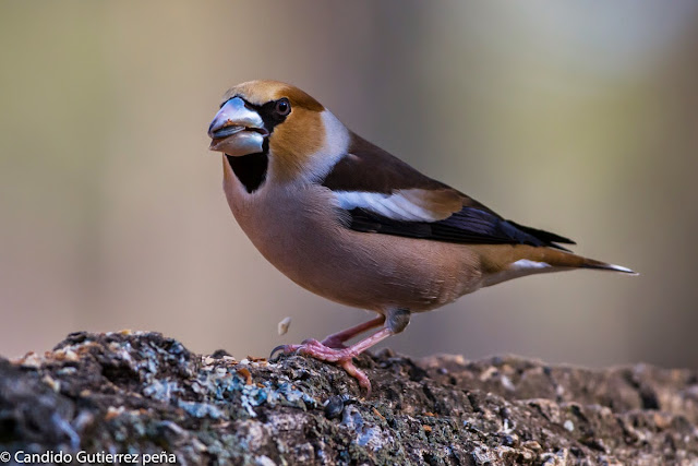 COCCOTRAUSTES COCCOTRAUSTES, FRINGILLIDAE, HIDE MOTILLA PALANCAR, PASSEIFORME, PICOGORDO, 