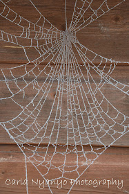 frosty spider web 1