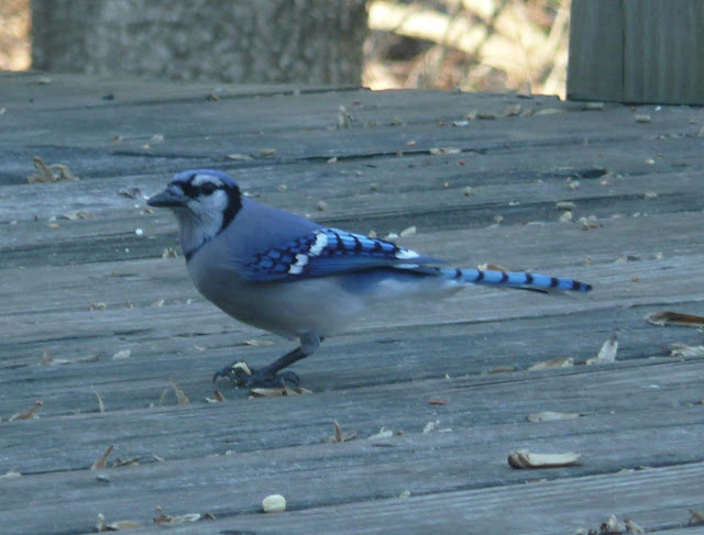 Bluey jay wallpaper,blue jay images,blue jay photo,blue jay images,beautiful blue jay,cute blue jay,the blue jays,blue jay birds,  the toronto blue jays,toronto blue jays,blue jays,blue jay bird,flying blue jay,