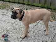 Bullmastiff Herplaatsing (sam )