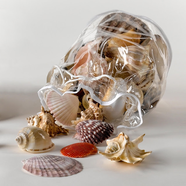 Bag Of Seashells3