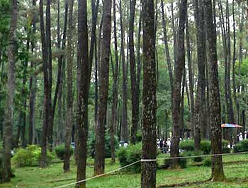 Hutan Wisata Punti Kayu