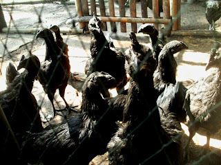 Jual Beli Ayam Cemani Medan Sumatra Utara