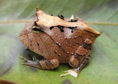 amazon horned frog