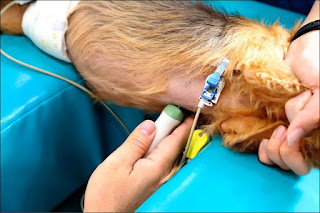 ultrassonografia cardíaca em cães