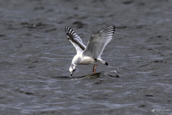 Little gull