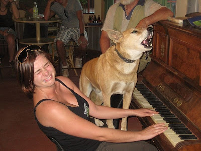 Dingo dog singing
