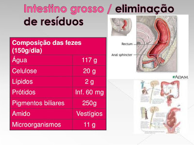 SISTEMA DIGESTIVO