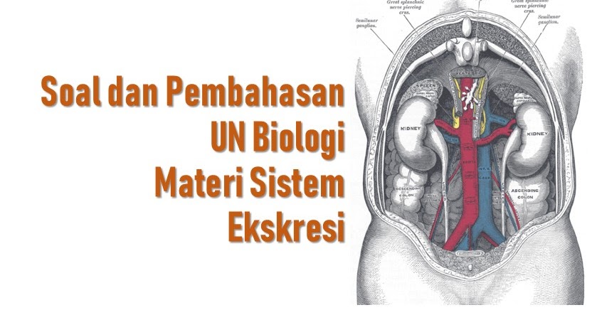 Soal dan Pembahasan UN Biologi Materi Sistem Ekskresi BSB