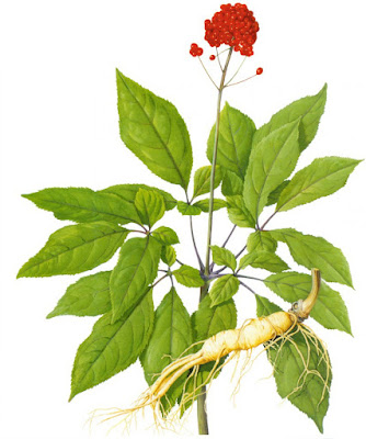 Женьшень обыкновенный (Panax ginseng)