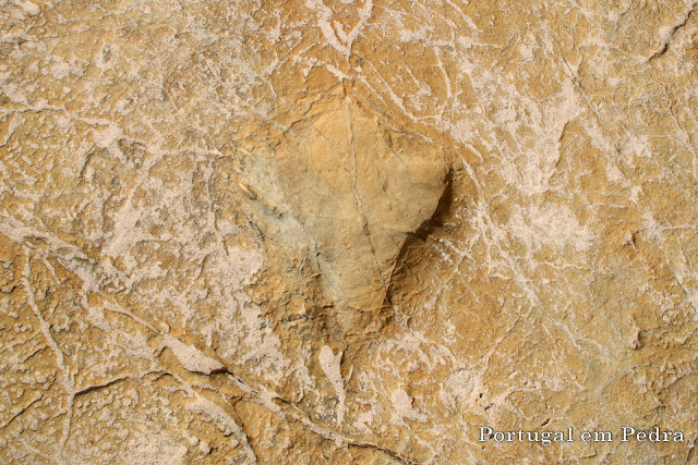 Pegada de ornitópode iguanodontídeo algarve