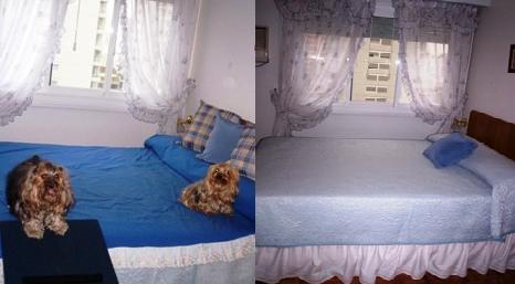 Yorkies Suman 3 Kg  Prefieren Cama Ajena Sábado - Lu Vie Día c/ Abuela ¿Se nota Diferencia?