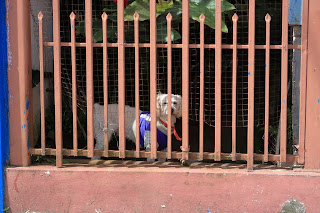 Small dog behind gate in Puriscal.