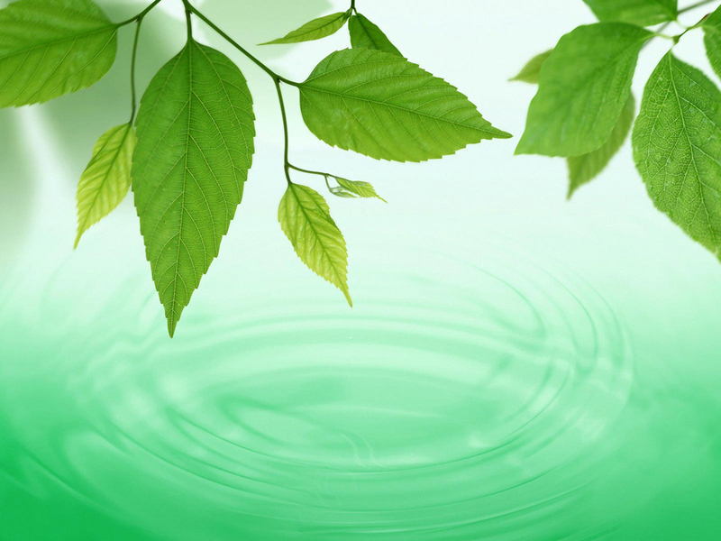 free windows background wallpaper. Free New Green Leaf Wallpaper