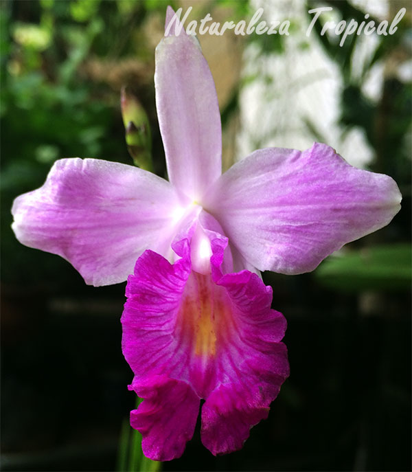 Flor de la Orquídea Bambú, Arundina graminifolia