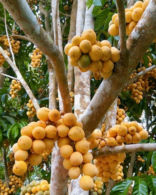 jual pohon buah bibit duku tanpa biji yang cepat berbuah riau Pematangsiantar