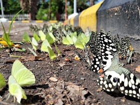 Butterfly bloom in Anna University, Chennai