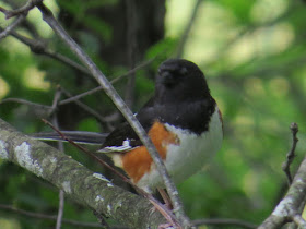 rufous sided towhee