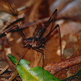 Can Spiders Eat Crickets - Eating crickets can be good for your gut, according to new ... - They eat other spiders, small animals, and insects such as beetles, cicadas, crickets, and how often do spiders eat?