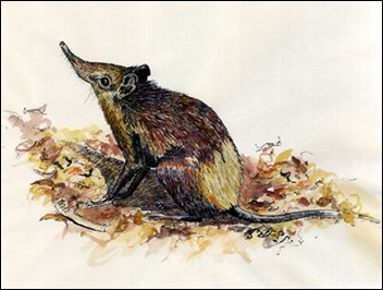 olifantspitsmuis