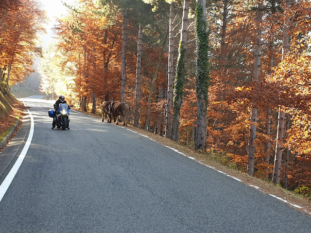 bmw f800 gs