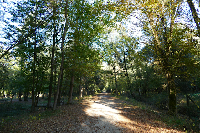 bosco della mesola