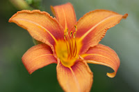 tiger lily flower