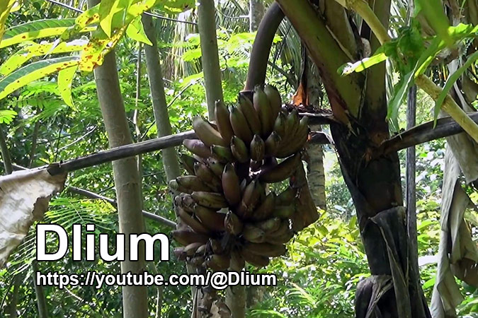 Dlium Red banana (Musa acuminata AAA Group 'Red Dacca')