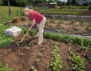 Grow Fresh, Organic Produce With These Tips