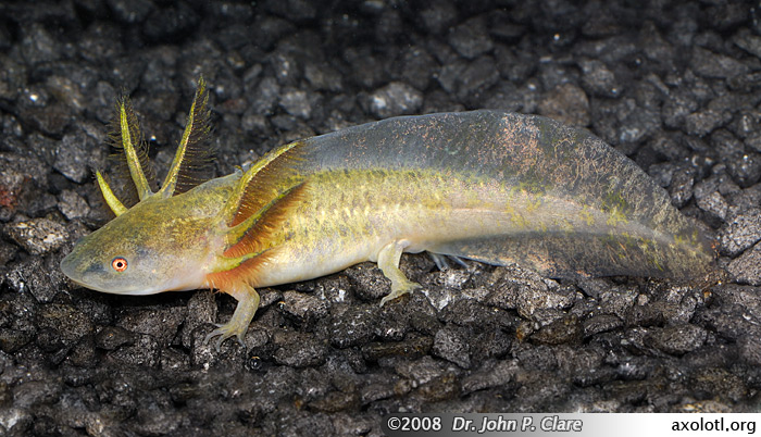 Salamander Eggs